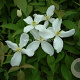 Clematis montana GM 2,0L leverbaar