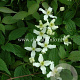 Clematis mont. wilsonii GM 2,0L leverbaar