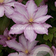 Clematis Morning Star GM 2,0L leverbaar