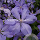 Clematis 'Mrs Cholmondeley' GM 2,0L leverbaar