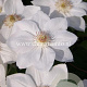 Clematis 'Mrs George Jackman' GM 2,0L leverbaar