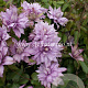 Clematis 'Mrs Spencer Castle' GM 2,0L leverbaar