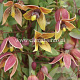 Clematis 'My Angel' GM 2,0L leverbaar