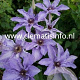 Clematis Myosotis GM 2,0L leverbaar