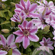 Clematis 'Nelly Moser' GM 2,0L leverbaar