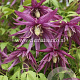 Clematis Octopus GM 2,0L leverbaar