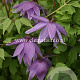 Clematis 'Ola Howells' GM 2,0L leverbaar
