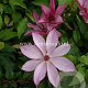 Clematis 'Omoshiro' GM 2,0L leverbaar