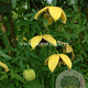 Clematis 'Orange Peel' GM 2,0L leverbaar