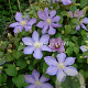 Clematis 'Paola' GM 2,0L leverbaar