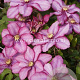 Clematis Paradiso GM 2,0L leverbaar
