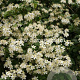 Clematis 'Paul Farges' GM 2,0L leverbaar