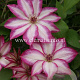 Clematis Picotee GM 2,0L leverbaar