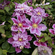 Clematis 'Piilu' GM 2,0L leverbaar