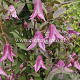 Clematis 'Pink Delight' GM 2,0L leverbaar