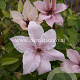 Clematis 'Pink Fantasy' GM 2,0L leverbaar