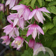 Clematis 'Pink Flamingo' GM 2,0L leverbaar