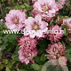 Clematis Pink Passion GM 2,0L leverbaar