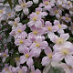 Clematis 'Pink Perfection' GM 2,0L leverbaar