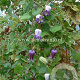 Clematis pitcheri GM 2,0L leverbaar