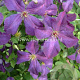 Clematis 'Polish Spirit' GM 2,0L leverbaar