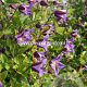 Clematis Prince William GM 2,0L leverbaar