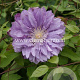 Clematis 'Proteus' GM 2,0L leverbaar