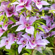 Clematis Proud Mary GM 2,0L leverbaar