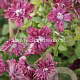 Clematis 'Purpurea Plena Elegans' GM 2,0L leverbaar