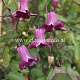 Clematis Queen Mother GM 2,0L leverbaar