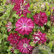 Clematis Red Passion GM 2,0L leverbaar