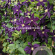 Clematis 'Romantika' GM 2,0L leverbaar