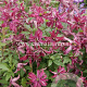 Clematis Rosalyn GM 2,0L leverbaar