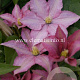 Clematis 'Rosamunde' GM 2,0L leverbaar