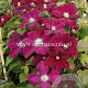 Clematis 'Rouge Cardinal' GM 2,0L leverbaar