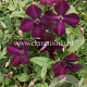 Clematis 'Royal Velours' GM 2,0L leverbaar