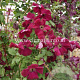 Clematis 'Rubra' GM 2,0L leverbaar