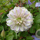 Clematis 'Ruriokoshi' GM 2,0L leverbaar