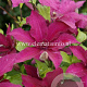 Clematis 'Rüütel' GM 2,0L leverbaar