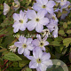 Clematis Sea Breeze GM 2,0L leverbaar