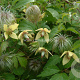 Clematis serratifolia GM 2,0L leverbaar