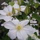 Clematis 'Shirayukihime' GM 2,0L leverbaar