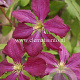 Clematis 'Södertälje' GM 2,0L leverbaar