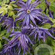 Clematis Spiky GM 2,0L leverbaar