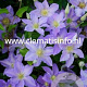 Clematis Spotlight GM 2,0L leverbaar