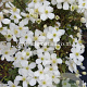 Clematis Spring Joy GM 2,0L leverbaar
