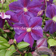 Clematis 'Star of India' GM 2,0L leverbaar