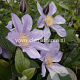 Clematis Star River GM 2,0L leverbaar