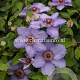 Clematis Still Waters GM 2,0L leverbaar