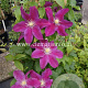 Clematis 'Sunset' GM 2,0L leverbaar